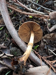 Descolea phlebophora