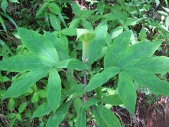 Arisaema serratum