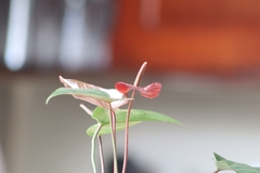 Anthurium andraeanum