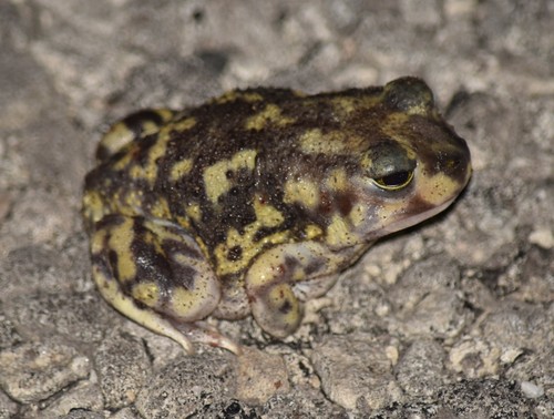 Couch's Spadefoot