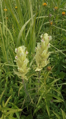 Castilleja pallida