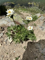Anemonastrum zephyrum