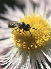 Hylaeus mesillae cressoni