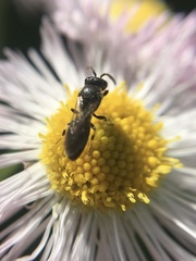 Hylaeus mesillae cressoni
