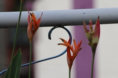 Heliconia psittacorum