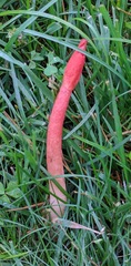 Phallus rugulosus
