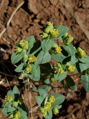 Euphorbia ocellata