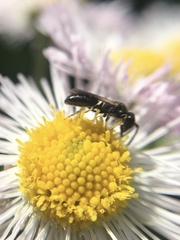 Hylaeus mesillae cressoni