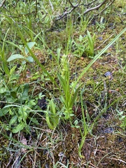 Platanthera huronensis