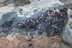 Montanelia tominii