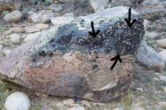 Montanelia tominii
