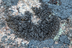Montanelia tominii