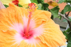 Hibiscus