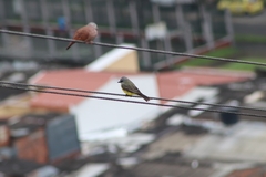 Tyrannus melancholicus