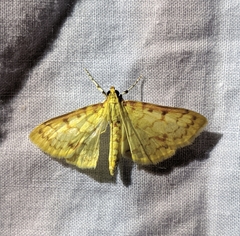 Polygrammodes flavidalis