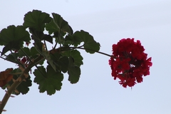 Pelargonium × hybridum