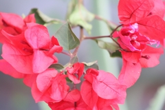 Bougainvillea