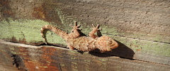 Chondrodactylus