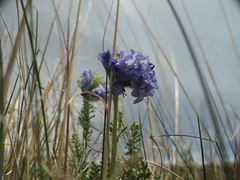 Polemonium confertum