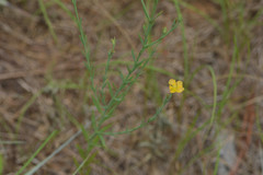 Hypericum drummondii