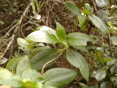 Valeriana clematitis