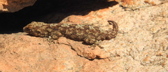 Pachydactylus namaquensis