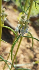 Frasera albicaulis nitida