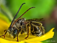 Melissodes illatus