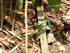 Cnemidophorus lemniscatus