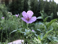 Geranium erianthum