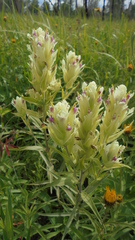 Castilleja pallida