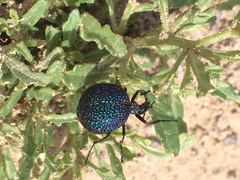 Cysteodemus wislizeni