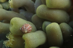 Prothalotia pulcherrima