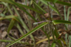 Tradescantia reverchonii