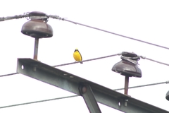 Euphonia laniirostris