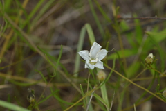 Stylisma pickeringii