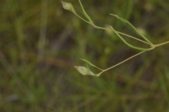 Stylisma pickeringii