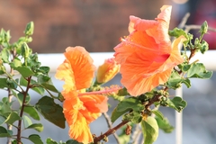Hibiscus rosa-sinensis