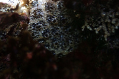Polyclinidae