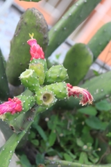 Opuntia cochenillifera