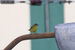 Euphonia laniirostris
