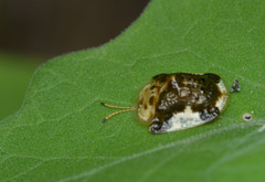 Helocassis testudinaria