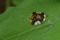 Helocassis testudinaria