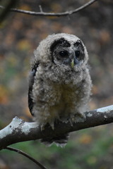 Strix occidentalis caurina