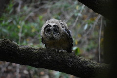 Strix occidentalis caurina
