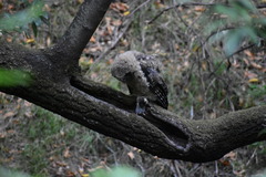Strix occidentalis caurina