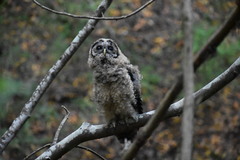 Strix occidentalis caurina