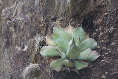 Agave guadalajarana