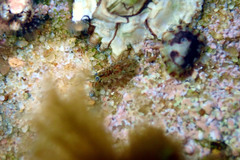 Gondogeneia microdeuteropa