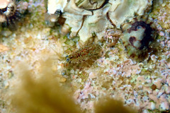 Gondogeneia microdeuteropa